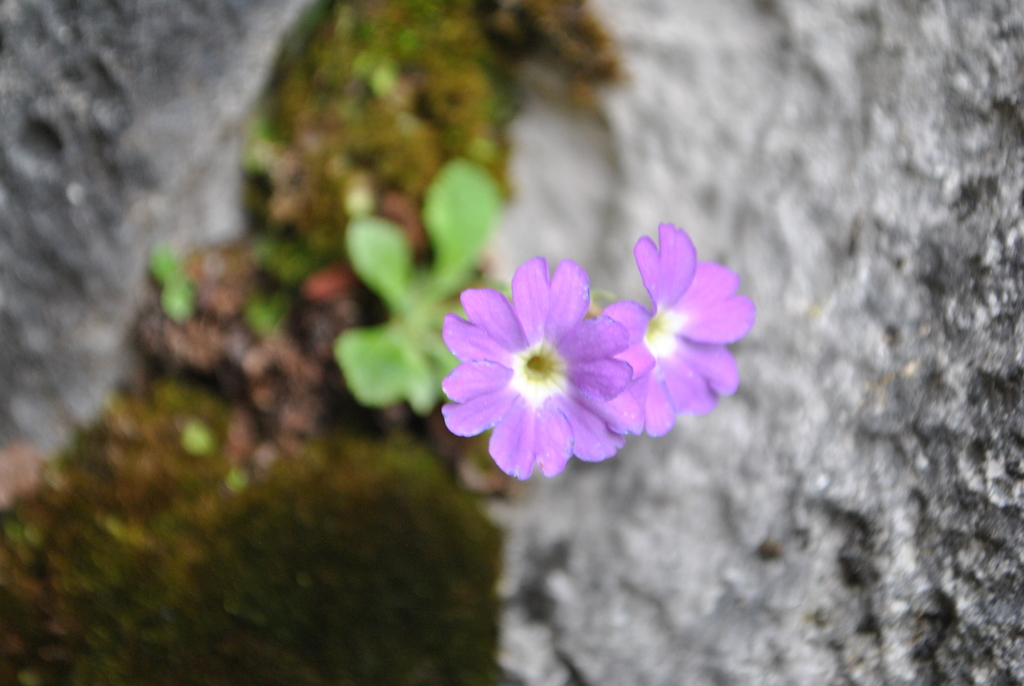 Primula yunnanensis