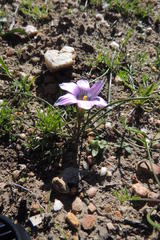 Romulea atrandra atrandra
