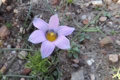 Romulea atrandra atrandra