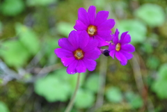 Primula polyneura