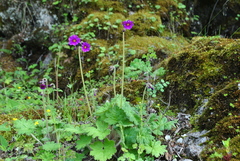 Primula polyneura