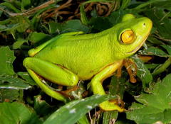 Hyperolius tuberilinguis