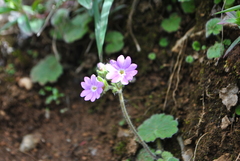 Primula malvacea