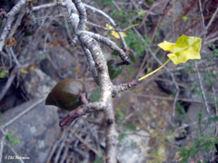 Vasconcellea chilensis