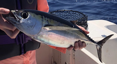 Thunnus
