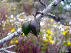 Vasconcellea chilensis