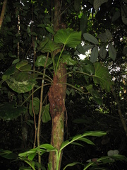 Philodendron fragrantissimum