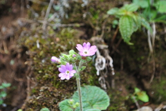 Primula malvacea