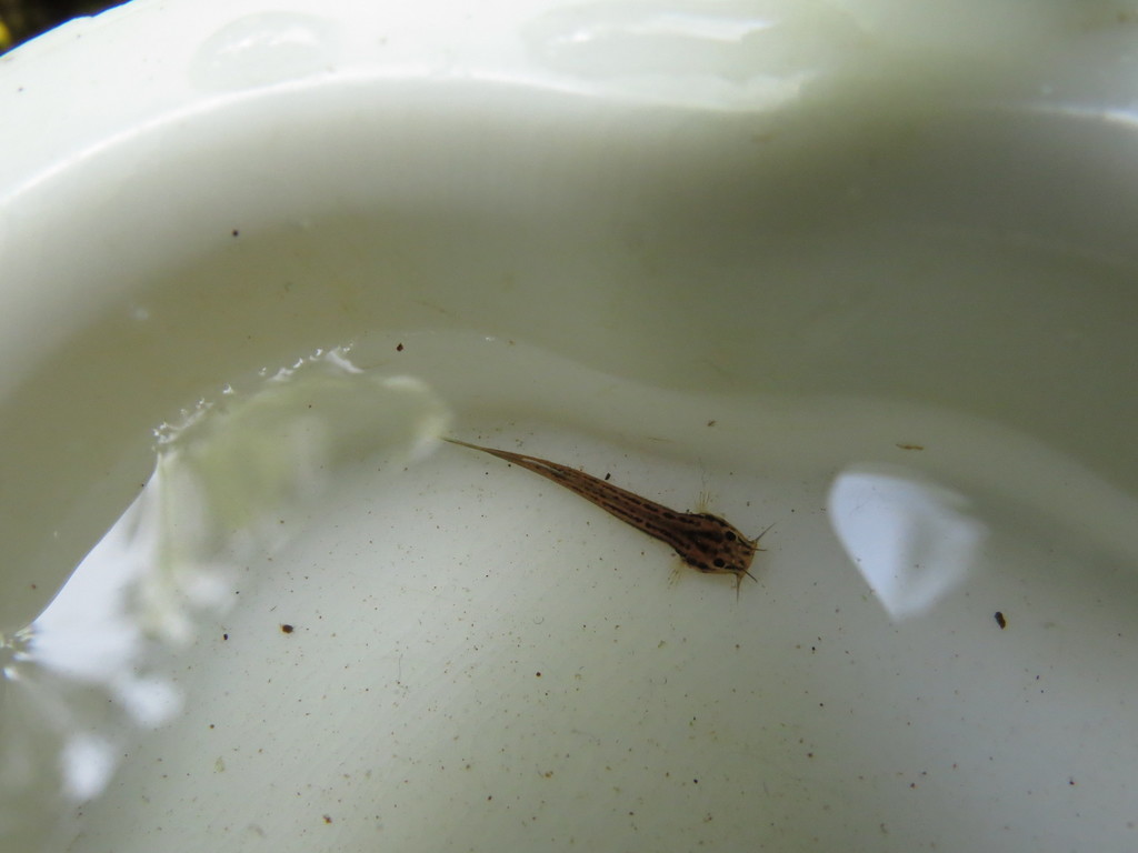 Banneau's Pencil Catfish