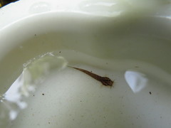 Banneau's Pencil Catfish photo 1