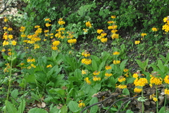 Primula bulleyana