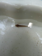 Banneau's Pencil Catfish photo 2