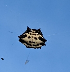 Gasteracantha cancriformis