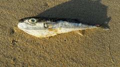 Amblyrhynchote honckenii