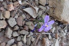 Syringodea longituba