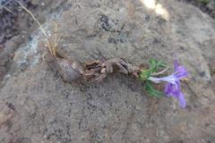 Syringodea longituba