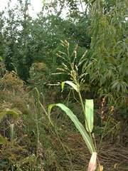 Sorghum × drummondii