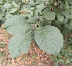 Polystigma rubrum