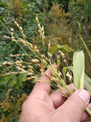 Sorghum × drummondii