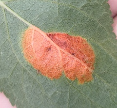 Polystigma rubrum