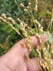 Sorghum × drummondii