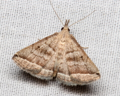 Lysimelia lenis