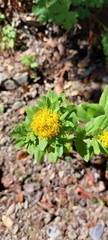 Solidago hintoniorum