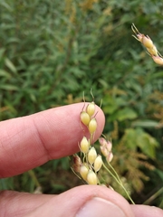 Sorghum × drummondii