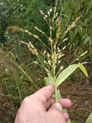 Sorghum × drummondii