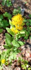 Solidago hintoniorum