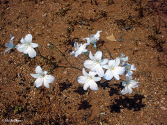 Zephyra elegans