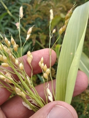 Sorghum × drummondii