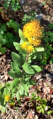 Solidago hintoniorum