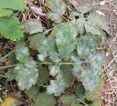 Erysiphe macleayae
