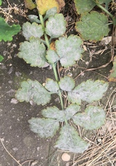 Erysiphe macleayae