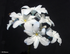 Zephyra elegans