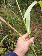 Sorghum × drummondii