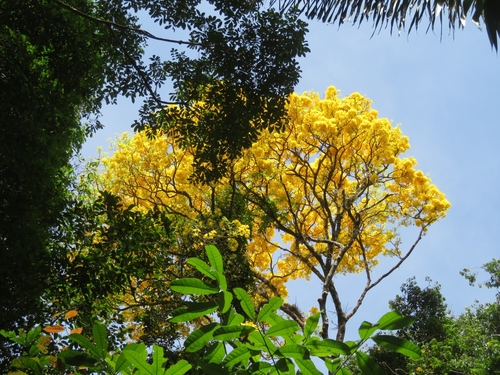 Handroanthus serratifolius (Vahl) S.O.Grose