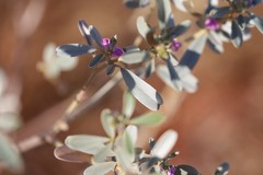 Indigofera monophylla