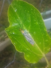 Nephrotoma australasiae