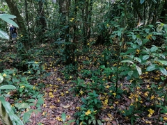 Handroanthus serratifolius