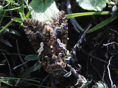 Trichoplusia exquisita