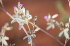 Indigofera monophylla
