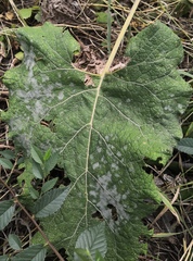 Golovinomyces depressus