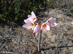 Zephyranthes advena