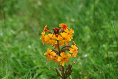 Primula aurantiaca