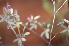 Indigofera monophylla