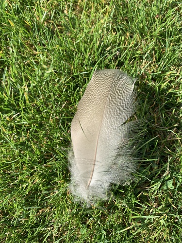 Plume de Ouette d'Égypte