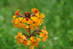 Primula aurantiaca