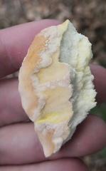 Laetiporus sulphureus